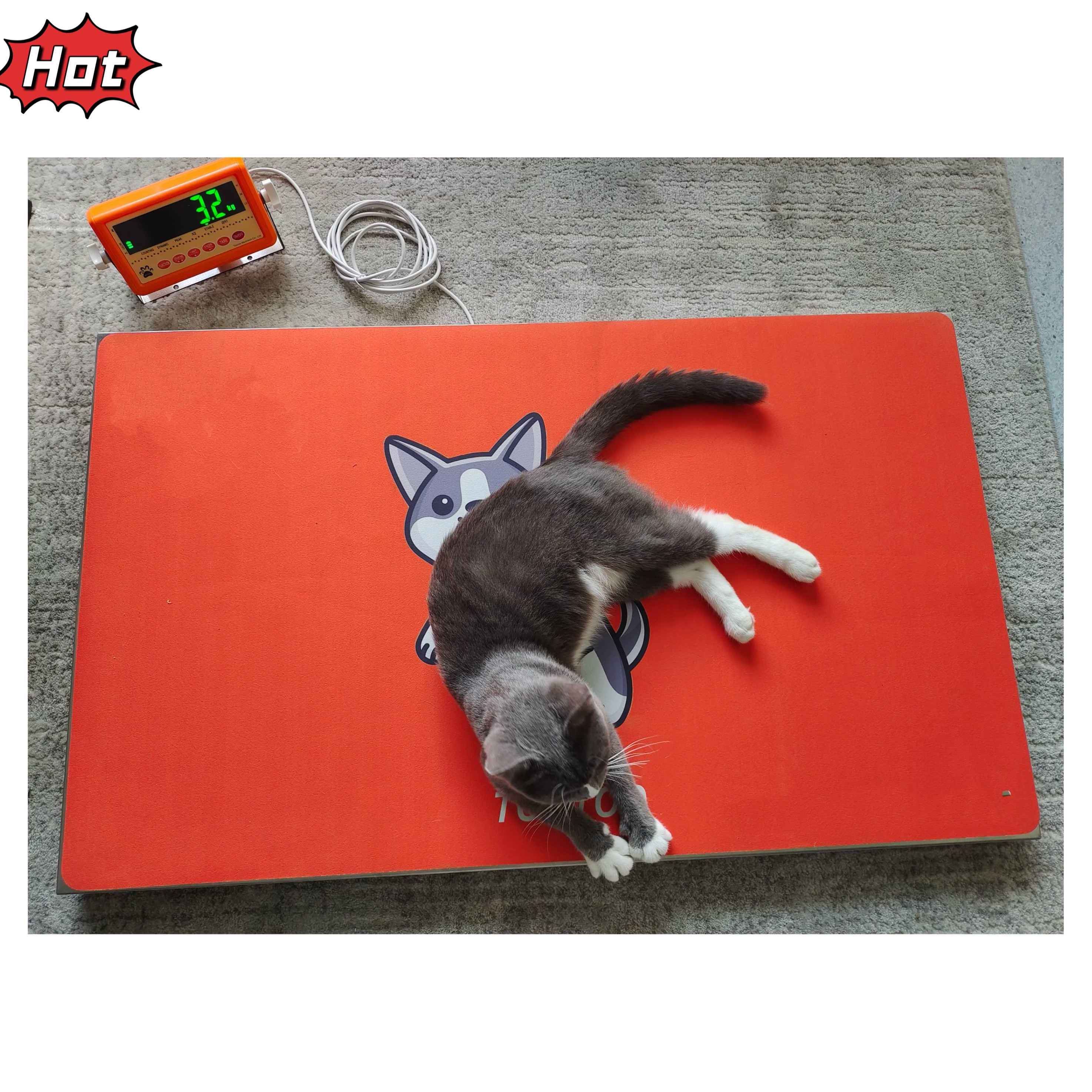 ZY-S1 High Quality Stainless Steel Multi-Animal Weight Scale for Pet Hospitals Veterinary Instrument