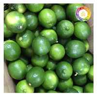 Lime verte sans pépins fraîche et naturelle du Vietnam, peau fine, saveur forte, longue durée de conservation pour l'exportation et les services alimentaires
