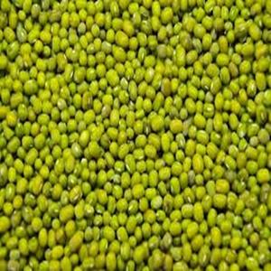 Green Mung <b>Beans</b> Available for Export at Farm Price - Product Image 2