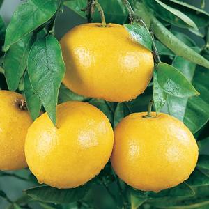 Polos frescos madurados al sol, pomelos frescos que ofrecen una textura jugosa de primera calidad y una dulzura natural vibrante y picante - Product Image 2