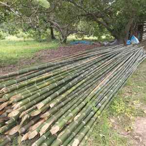 Kiln-Dried Bamboo Poles | Large Diameter | <b>For</b> Interior & Construction | OEM - Product Image 5