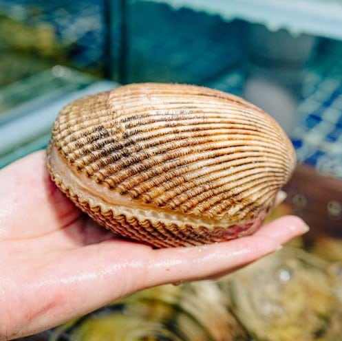 สีน้ำตาล