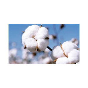 Suministro mundial de fibra de algodón crudo blanco para la producción de hilo textil para uso de hilado por empresas de la industria - Product Image 3