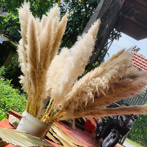 DRY PAMPAS GRASS <b>FLOWER</b> DECORATION - <b>DRIED</b> REAL <b>FLOWER</b> GRASSES - Product Image 1