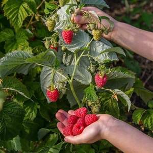 Frambuesas Rojas de Primera Calidad, Sin Semillas, Dulces, con Alto Contenido de Brix 10+, Venta al Por Mayor, Solo Envío Aéreo - Product Image 5