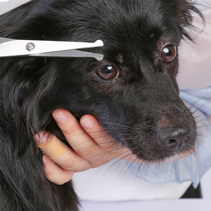 Ciseaux de toilettage avec manche en plastique Ciseaux de toilettage pour chiens à bord émoussé Mini ciseaux de toilettage pour animaux de compagnie avec repose-doigt - Product Image 6