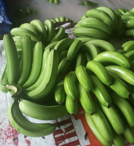 Banane Cavendish fraîche du Vietnam, issue de fruits de qualité, pour la transformation alimentaire, les cuisines commerciales et les acheteurs mondiaux - Product Image 1