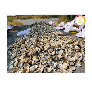 Coquille d'ormeau authentique du Vietnam Matériau marin naturel de qualité supérieure pour les bijoux incrustés d'artisanat et la distribution en gros mondiale - Product Image 5