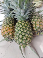 Groothandel Vietnam Ananas Vers Fruit Natuurlijke Vietnamese Exporteur voor Export Lage Prijs Vietnamese Ananas 10-12cm 1,5kg