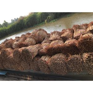 Jacinto de agua Premium Raw Biodegradable Jacinto seco Raw Fabricante al mejor precio - Product Image 4