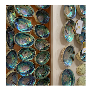 Proveedor de conchas de abulón de Vietnam, venta al por mayor, conchas de mar de abulón pulidas para decoración del hogar y uso artesanal - Product Image 6