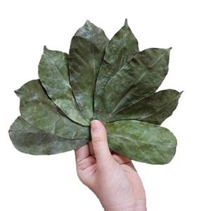 Feuilles de corossol séchées: une source naturelle d'avantages potentiels pour la santé du Vietnam - Product Image 1