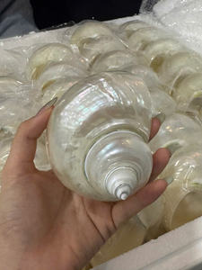 เทอร์โบขัดเงาแบบพรีเมี่ยมสำหรับตกแต่งตู้ปลาชิ้นกลางงานแต่งงานและการออกแบบตกแต่งภายใน - Product Image 6