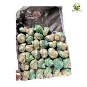 Coquilles de nacre naturelles polies, coquilles décoratives pour hermit crabs, thème marin, artisanat DIY sur le thème de la plage - Product Image 1