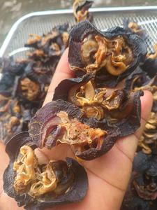 Organic Dried Snail Meat from Cameroon For Soup Stew & Export bulk dried snails for sale large dried African snail meat - Product Image 3