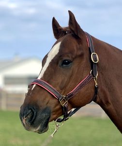 パッド入りステッチの鼻。パッド入りのクラウンとフラットチークピースで、ホルターネームプレートを追加するのに最適です。ヘビーデューティースクエア - Product Image 1