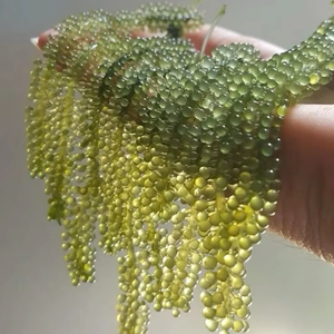 Sea Grape Premium Umibudo <b>Seaweed</b> Harvest Vietnam Factory Supply Hot Sale for Sashimi Dining 99 Gold Data - Product Image 1