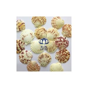 osster-conchas de conchas musculares, gran cantidad disponible - Product Image 5