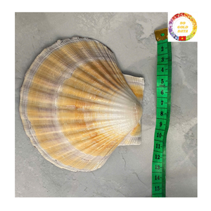 Coquillages colorés naturels en vrac Coquilles Saint-Jacques pour décoration de fête de mariage Aménagement paysager d'aquarium et projets d'artisanat faits à la main - Product Image 6