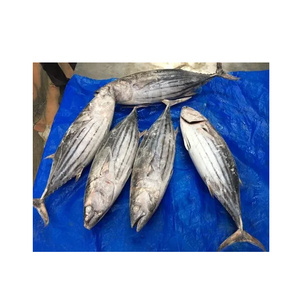 Poisson congelé entier rond de bonite, thon, skipjack - Product Image 5