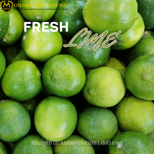 Exportador a granel de Lima fresca sin semillas y sin semillas del proveedor de cítricos de Vietnam - Product Image 4