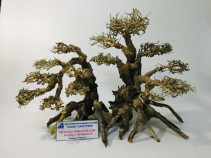 พืชน้ำ2025พรีเมี่ยมสำหรับตู้ปลาจากผู้ผลิตเวียดนาม - Product Image 3