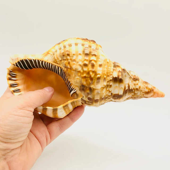 Conch Shell 仏像彫刻の貝殻 約15cm たた 螺貝 