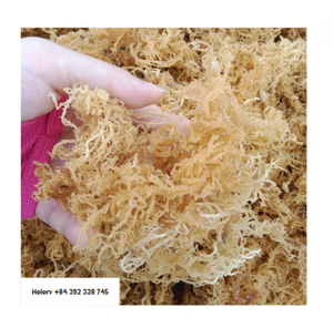 Eucheuma cottonii มอสจากสาหร่ายทะเลไอริชแบบแห้งในมหาสมุทร - Product Image 1