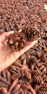 ลูกสนตกแต่งจำนวนมากสำหรับการจัดวันหยุดของตกแต่งงานแต่งงานแบบชนบทและการห่อของขวัญออร์แกนิก - Product Image 4