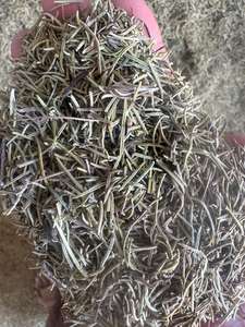 Romarin sec brut égyptien de qualité supérieure, herbe et épices uniques, ingrédients naturels - Product Image 6