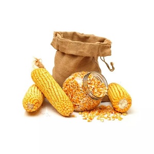 ข้าวโพดเหลืองแห้งเหนียว ขายส่ง ปลอดสาร GMO จากฝรั่งเศส สำหรับบริโภคโดยมนุษย์ - Product Image 4