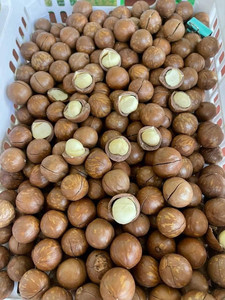 Noix de macadamia fraîches vietnamiennes en vrac, qualité A, brutes, emballées sous vide, marque VIET DELTA - Product Image 4