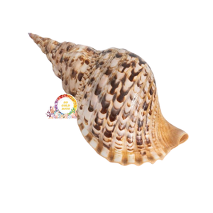 Énorme trompette naturelle Triton Ammonite Décoration Poli Grand Escargot Shell pour la fabrication de coquillages en vrac pour la décoration intérieure - Product Image 1