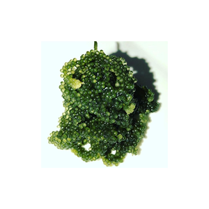 100% RAISINS DE MER NATURELS/CAVIAR VERT/ALGUES DÉSHYDRATÉES D'EXPAD VIETNAM PRODUIT DE HAUTE QUALITÉ - Product Image 1