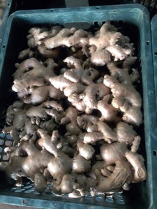 Gingembre frais récolté à la ferme avec une humidité et un arôme élevés emballage au meilleur prix personnalisé pour les canaux d'exportation ou de distribution - Product Image 2