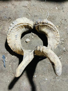 Paire de cornes de bélier polies naturelles - Souvenir de style animal et nautique, corne longue - Product Image 2