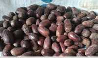 Nuez Moscada con Cáscara de Indonesia Surabaya, 100% Nuez Moscada, 3 Años de Vida Útil, Condimento, Precio y Calidad Competitivos, Star Laboratories