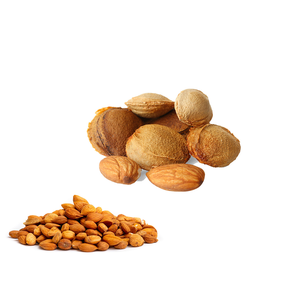 Nettoyez les noyaux amers d'abricot de finition pour la fabrication d'huile essentielle dans des produits d'agriculture - Product Image 1