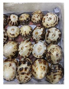 Conchas de Lapa naturales respetuosas con el medio ambiente para recuerdo y joyería 100% natural hecho en Vietnam con el mejor precio para Decoración - Product Image 5