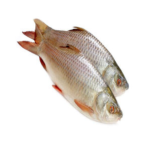 Poisson Rohu frais de qualité - Product Image 1