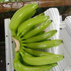 Prix concurrentiels Exportateur de fournisseurs de bananes vertes de catégorie a Fresh Cavendish Banana - Product Image 6