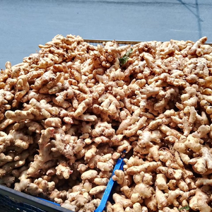 Bulk <b>fresh</b> <b>ginger</b> from Vietnam Vietnamese agricultural products supplier Bao Tram Anh Company - Product Image 2