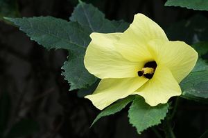 Huile essentielle de graines d'ambrette 100% pure de haute qualité en gros, fabricant d'huile essentielle de graines d'ambrette 100% pure naturelle en INDE - Product Image 2