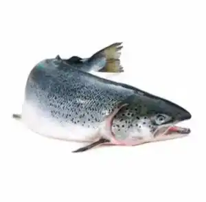 Frozen salmon fish wholesaler