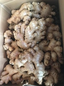 ขิงสดจากซัพพลายเออร์เวียดนามขิงสดชั้นนำเพื่อการส่งออกพร้อมสำหรับสูตรอาหารแสนอร่อยพร้อมข้อเสนอที่แข่งขันได้ - Product Image 5