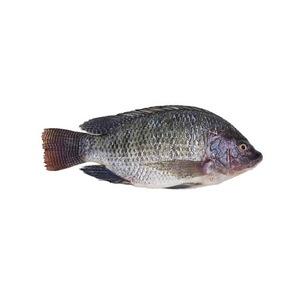 Wholesale Seafood Frozen Whole Round Nile Tilapia <b>Fish</b> - Product Image 1