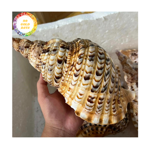 Trompeta conchas marinas Material de concha de mar único para la fabricación de joyas y artesanías de recuerdo Vietnam al por mayor - Product Image 1