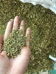 Fleurs de pagode en vrac, boutons de fleurs séchés propres SOPHORA JAPONICA pour la transformation à base de plantes, prix d'usine, fournisseur - Product Image 2