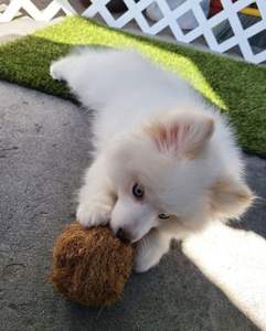 PLANT-BASED DOG CHEW <b>TOY</b> / COCONUT FIBER / NO ADDITIVES / <b>PET</b> SAFE - Product Image 3