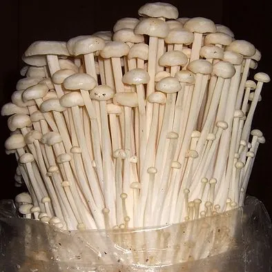 Fungo ENOKI fresco per produzione dal VIETNAM